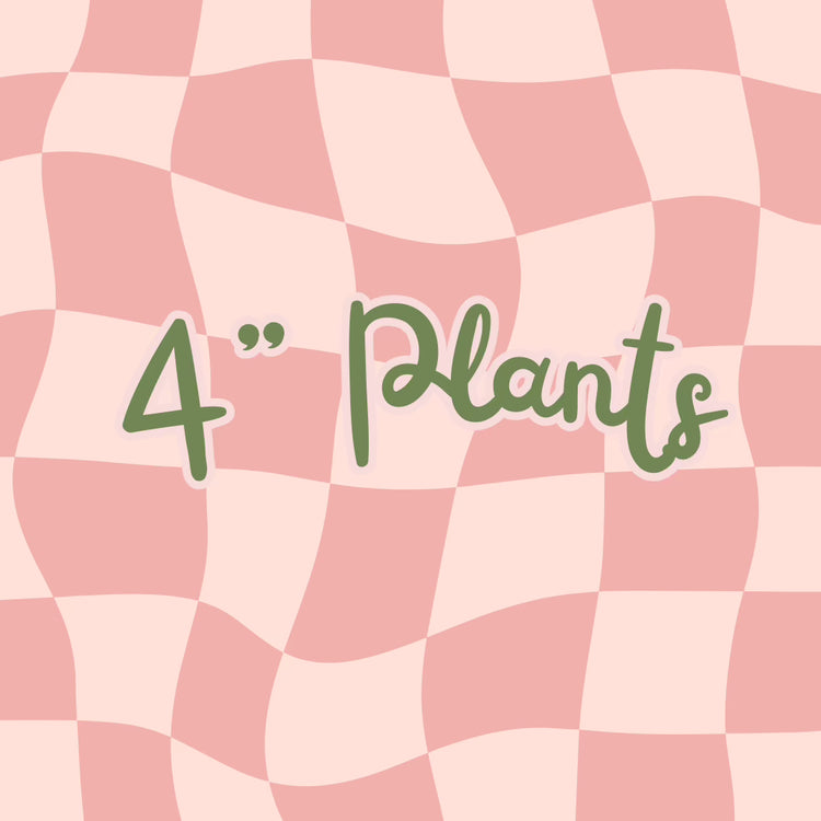 4" Plants