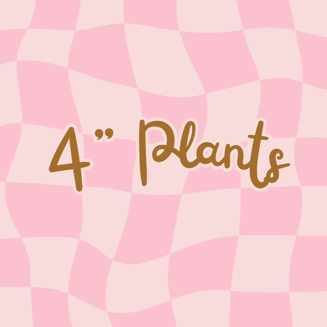 4" Plants