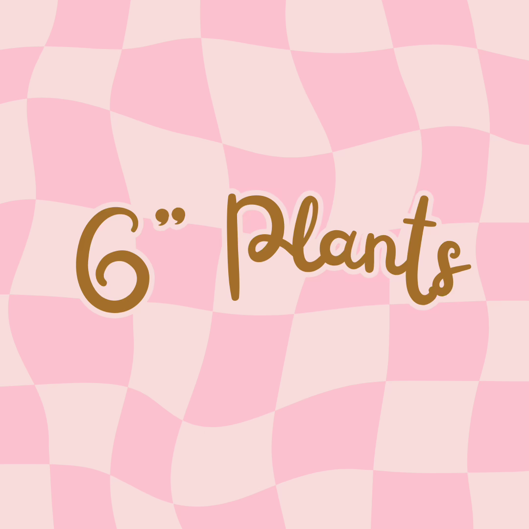 6" Plants