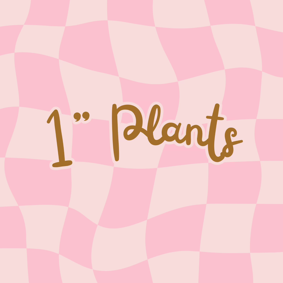 1” Plants