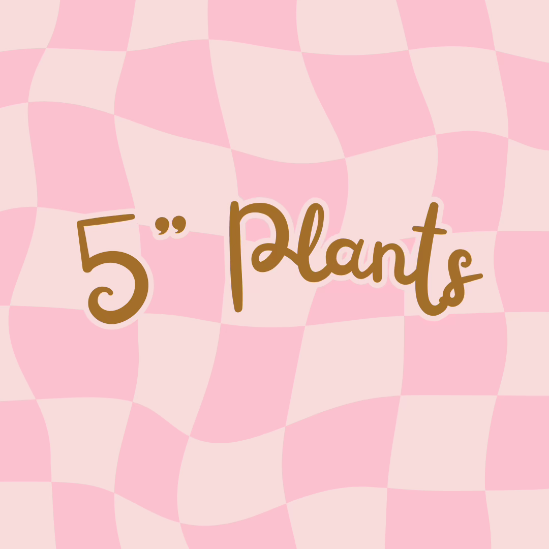 5" Plants