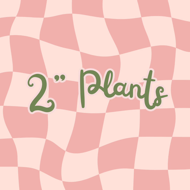 2" Plants