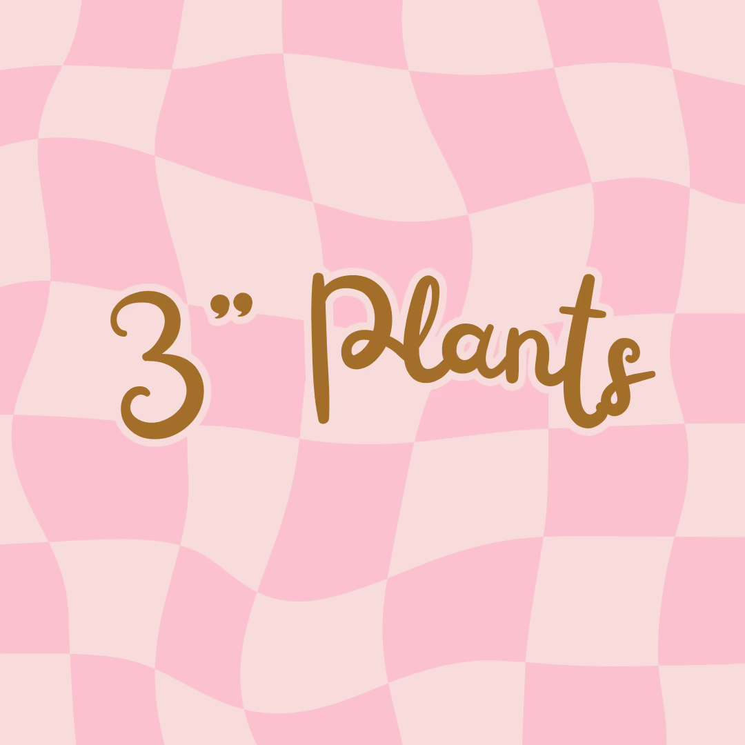3" Plants