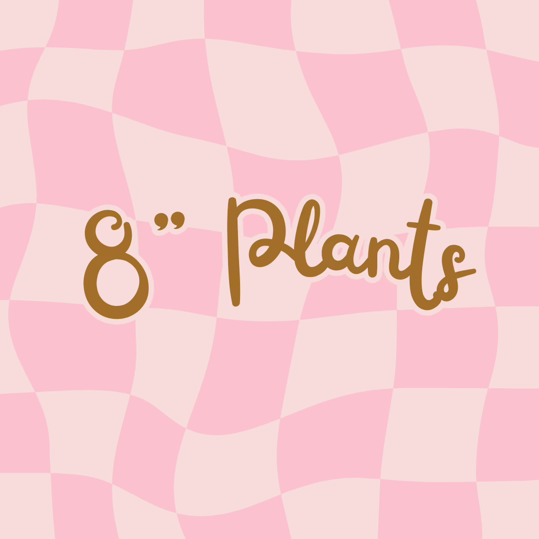 8" Plants