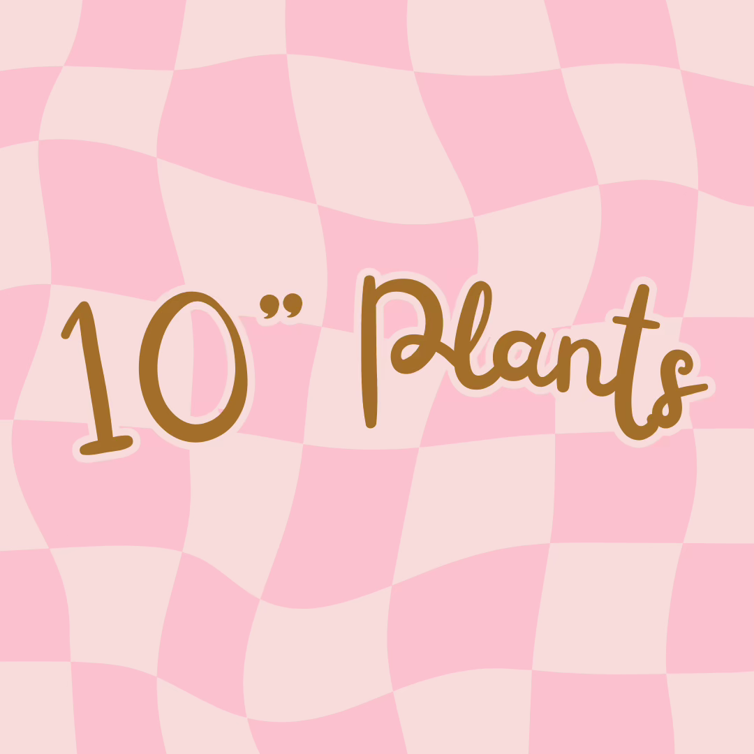 10" Plants