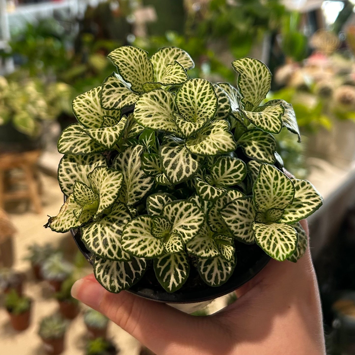 4" Fittonia TC (Nerve Plant)