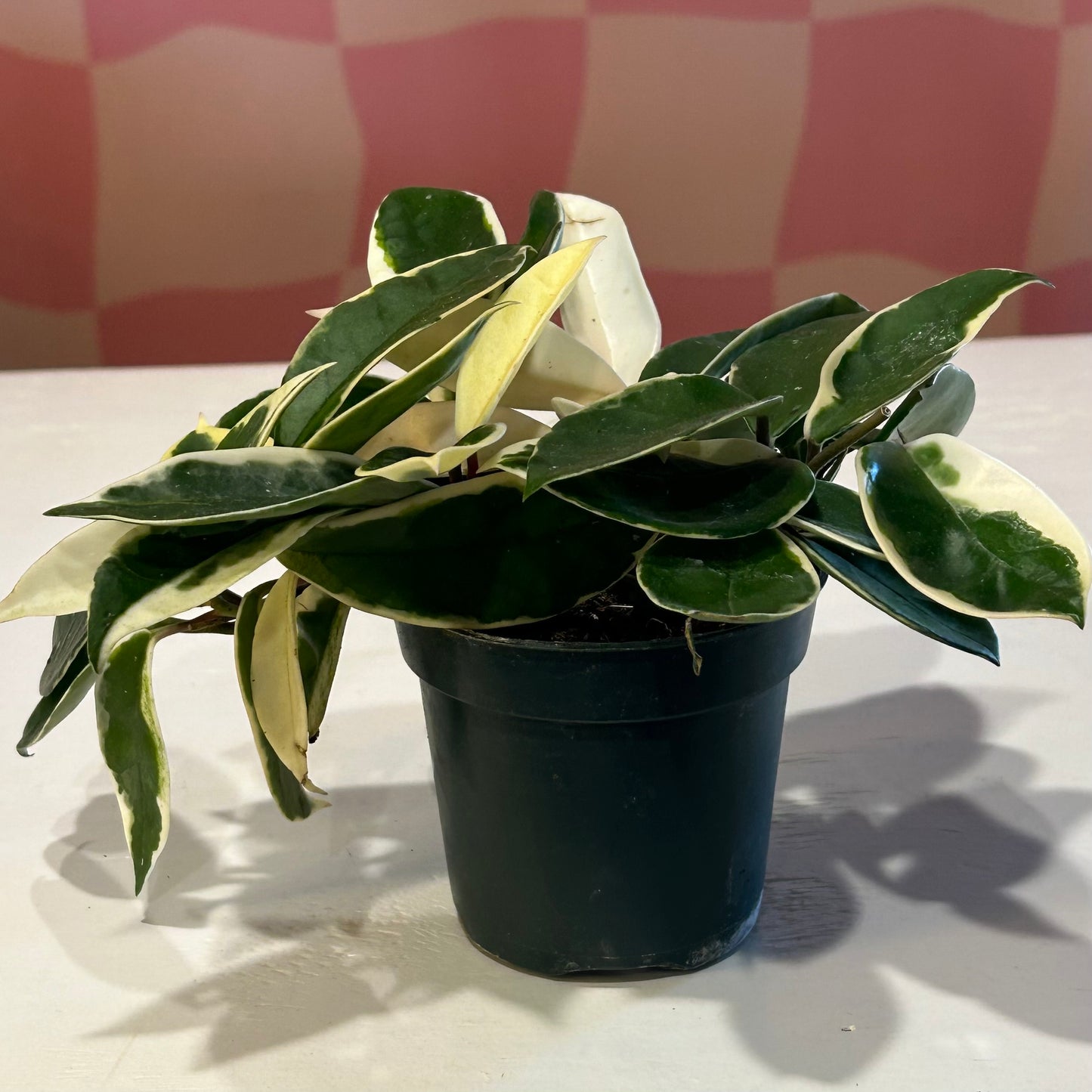 4" Hoya Carnosa