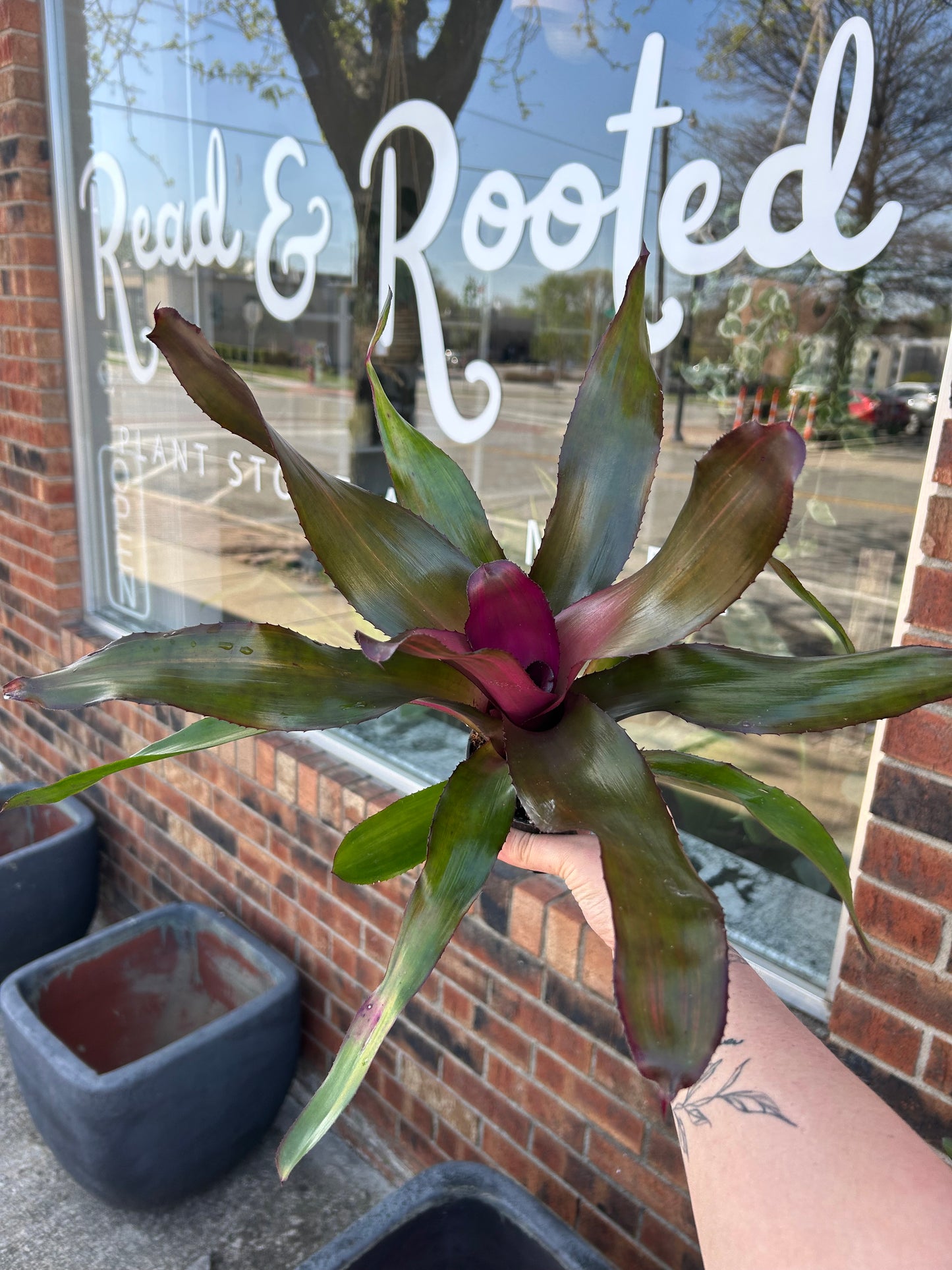 4" Bromeliad Neoregelia