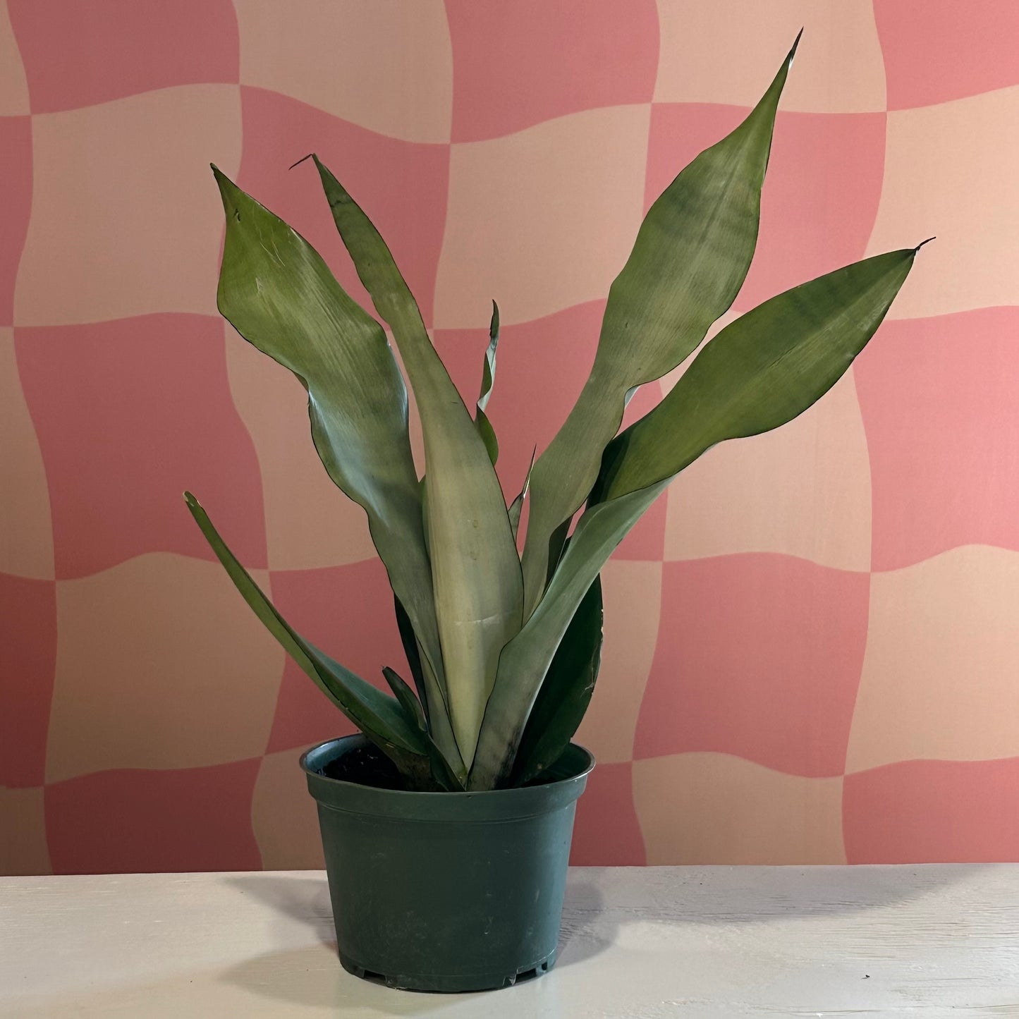 6” Snake Plant Moonshine