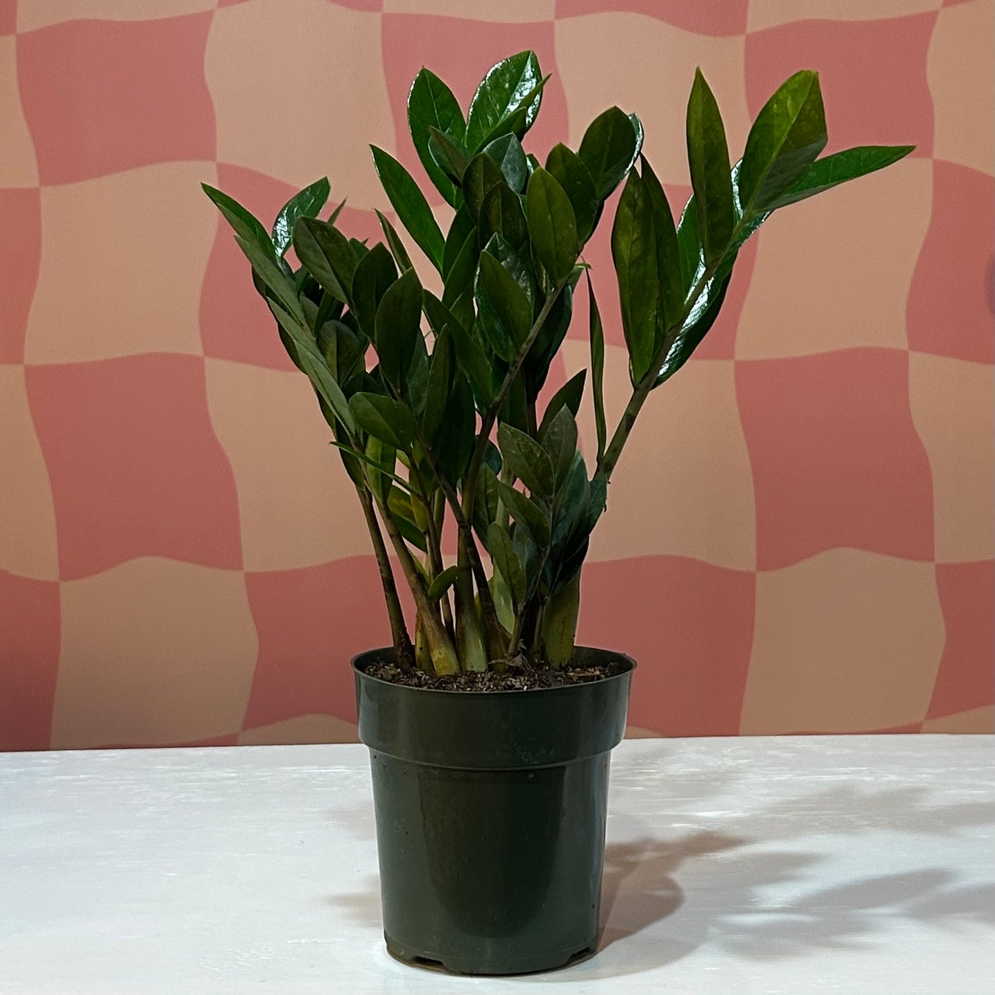 6” ZZ Plant