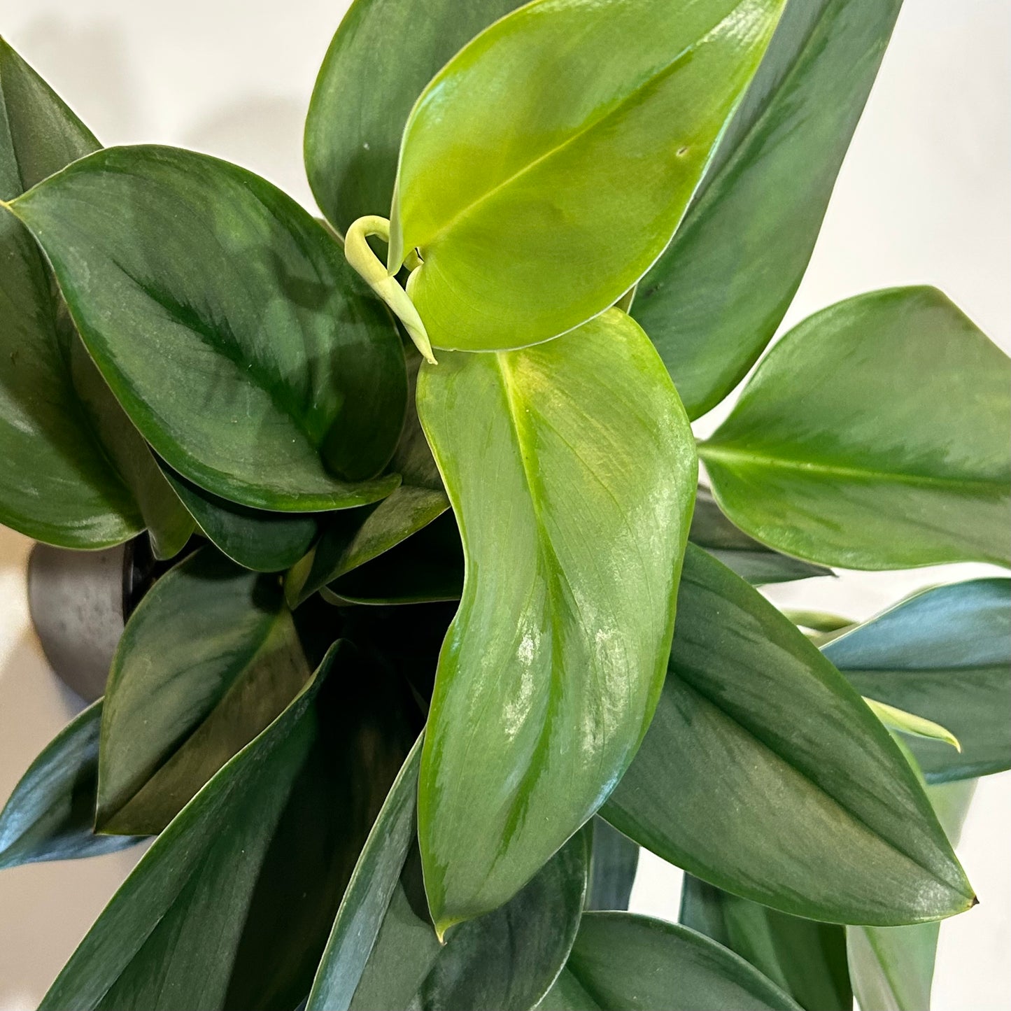 4” Treubii Moonlight (Scindapsus)