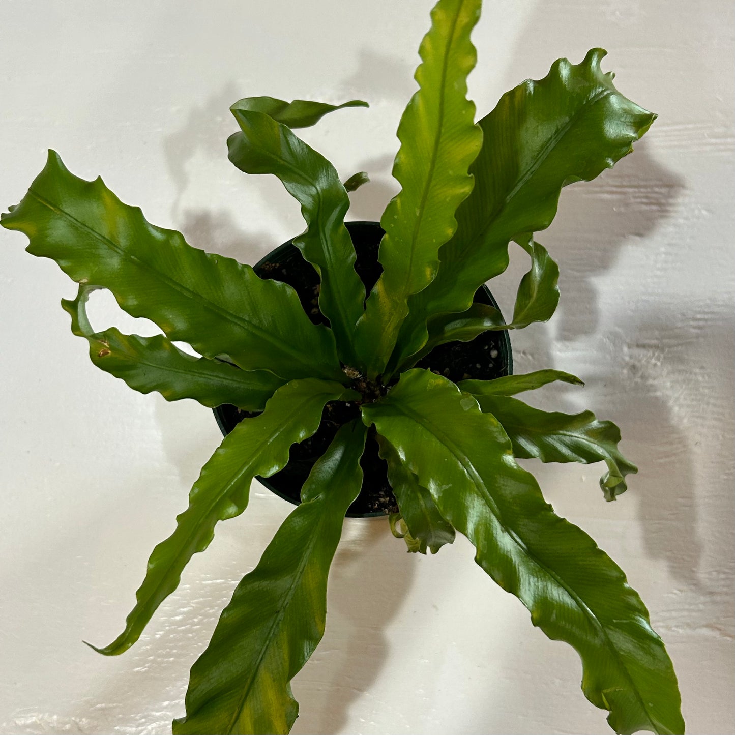 4” Bird’s Nest Fern Victoria