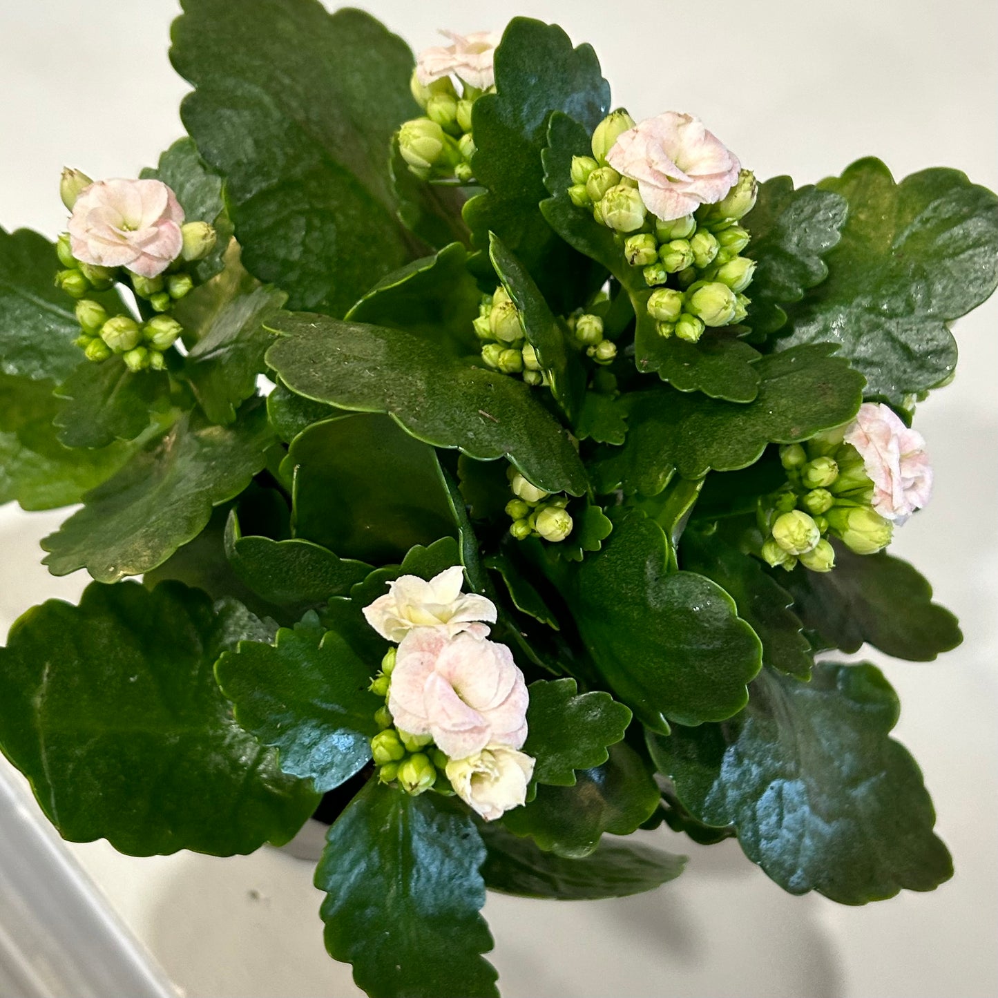 4" Kalanchoe