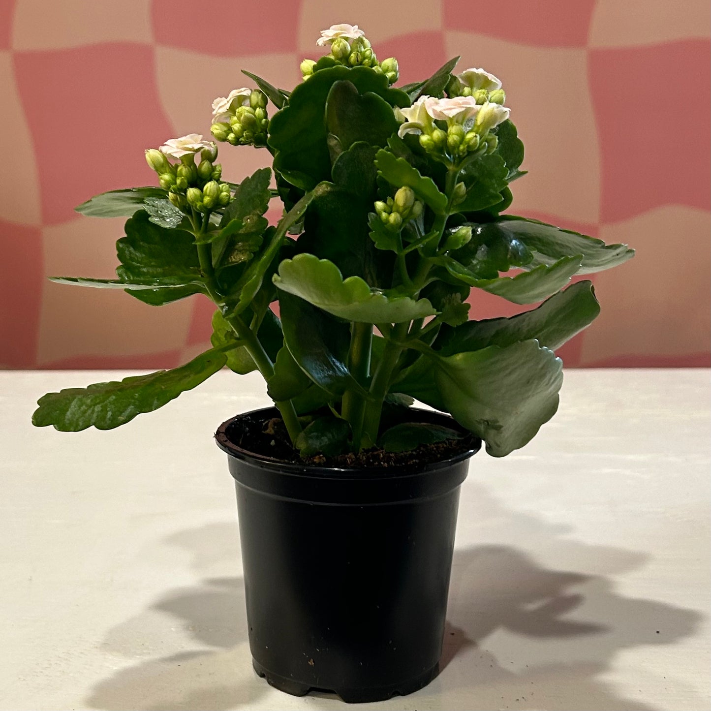 4" Kalanchoe