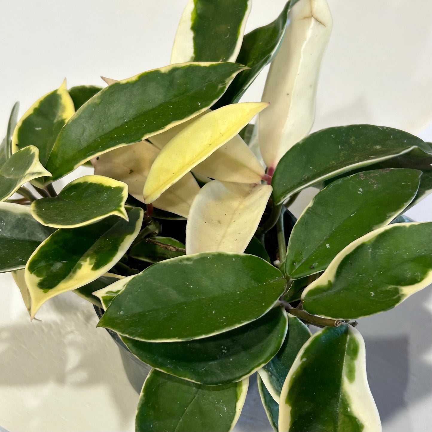 4" Hoya Carnosa