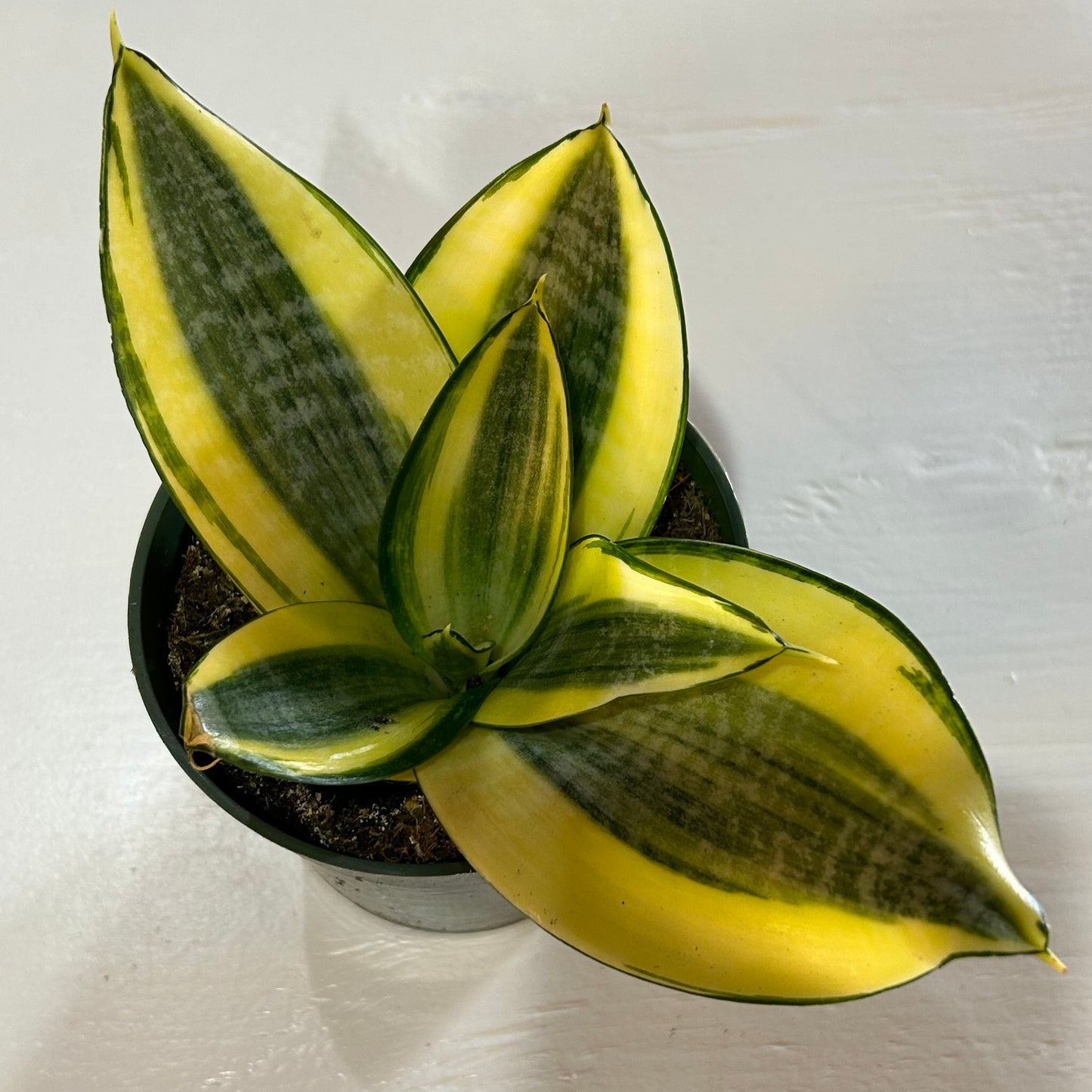 4” Snake Plant Golden Hahnii