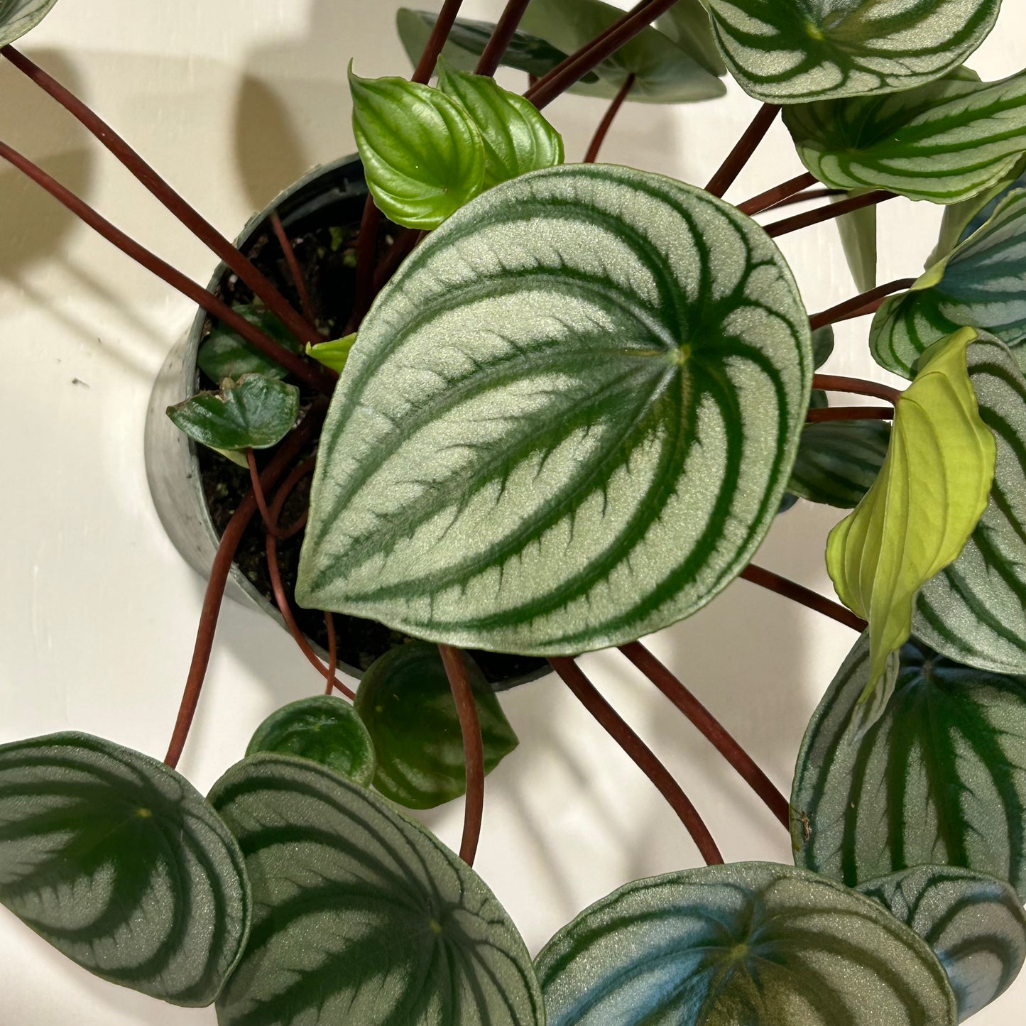 6” Peperomia Watermelon