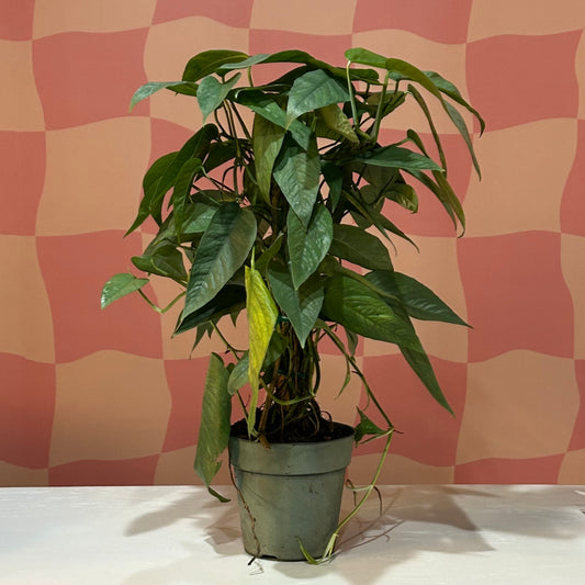 6” Cebu Blue Pothos Pole
