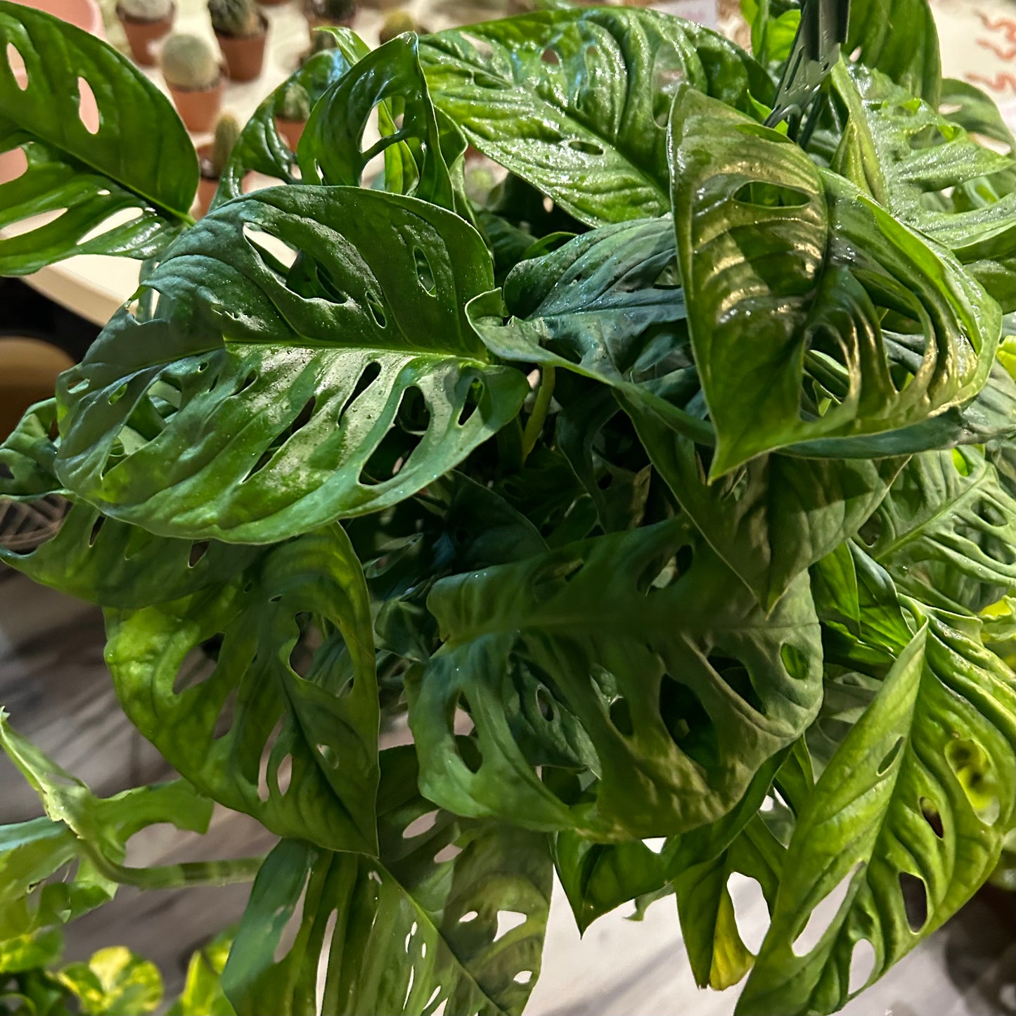 8” Swiss Cheese HB (Monstera Adansonii)