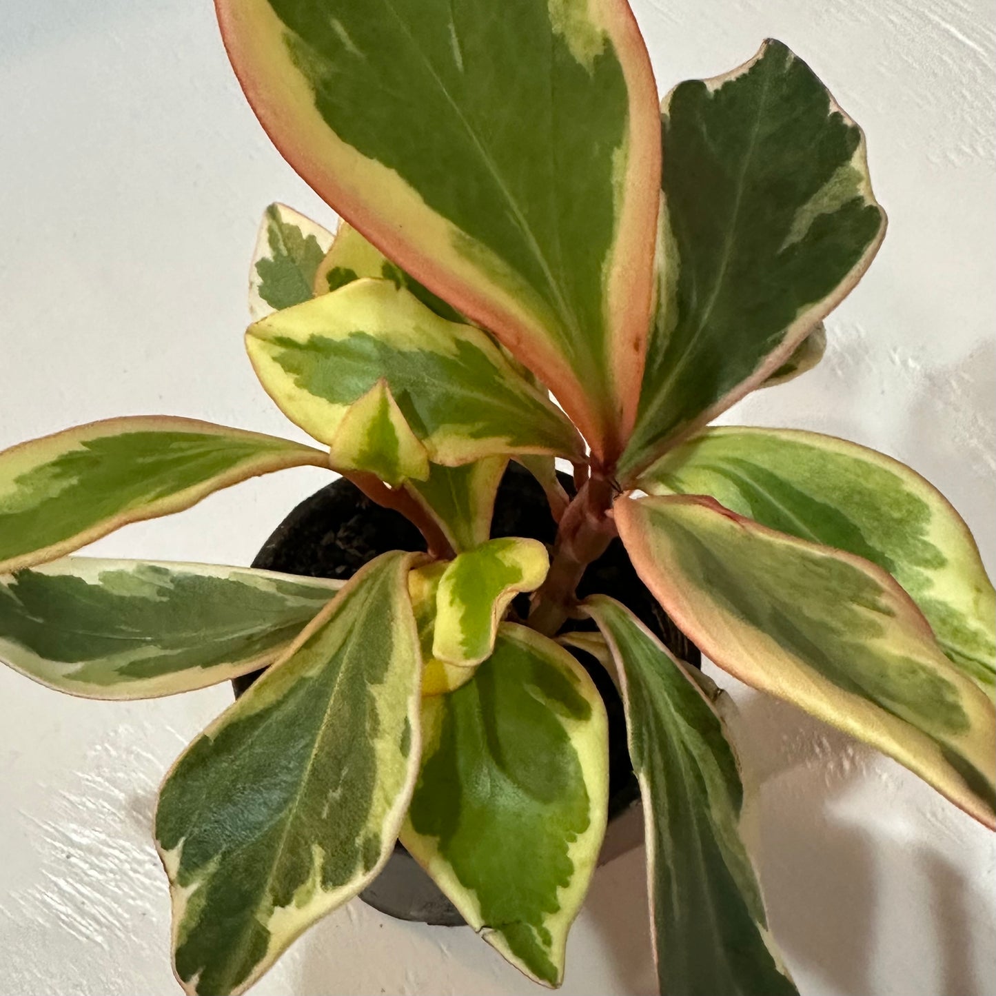 4” Peperomia Ginny