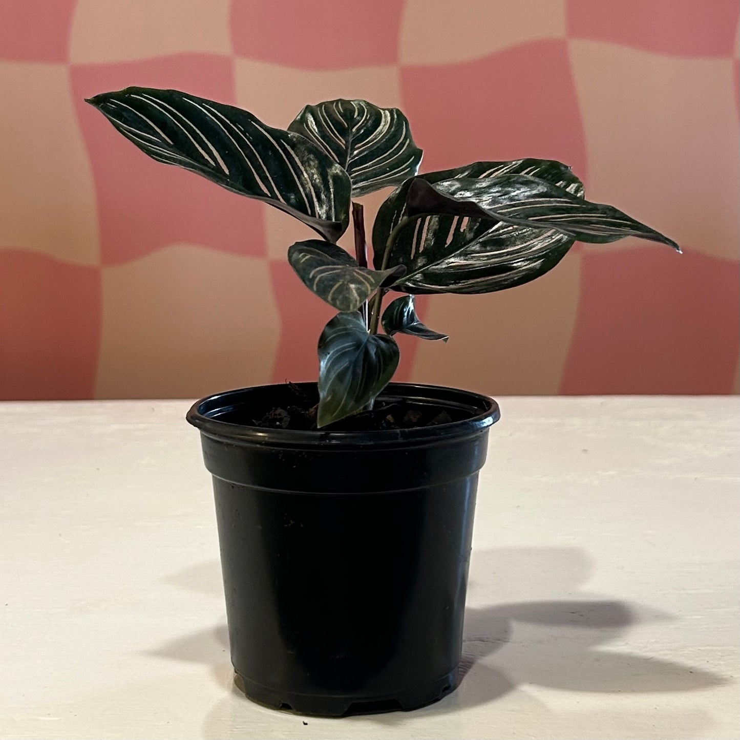 4" Calathea Ornata