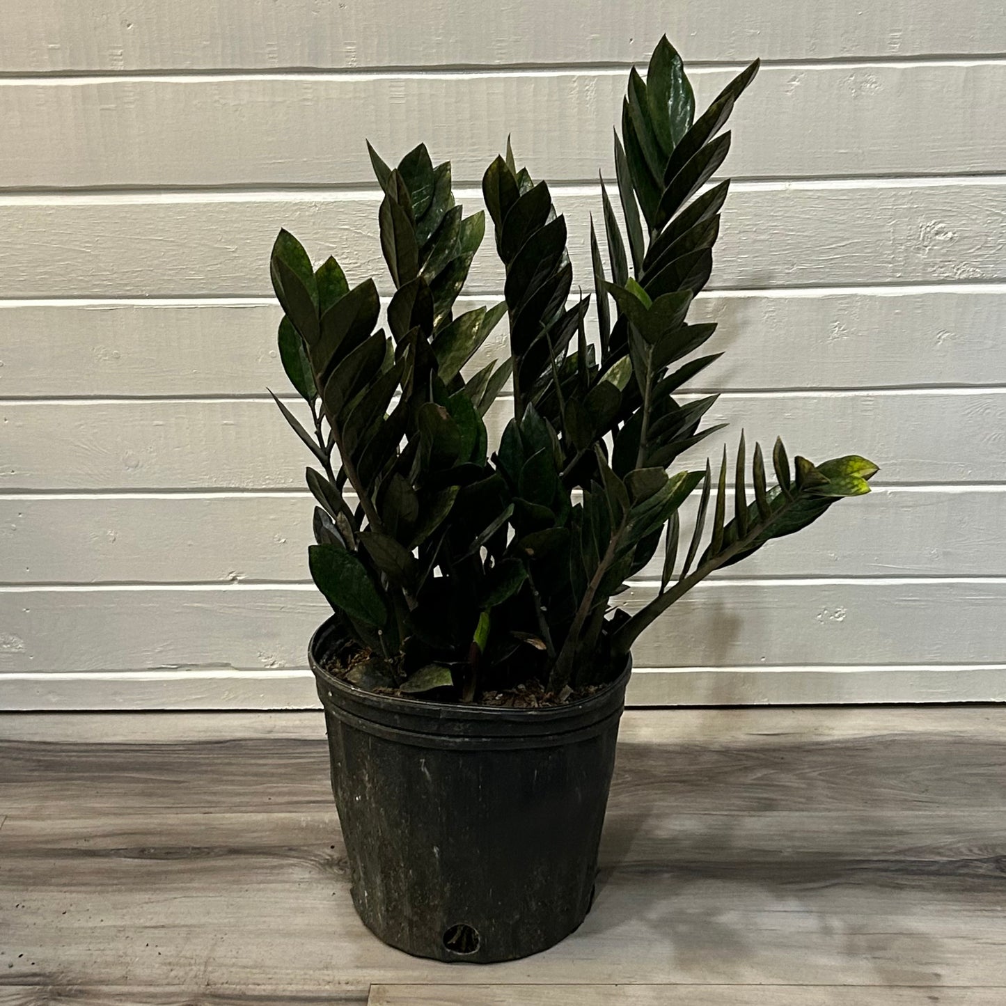 8” Black Raven ZZ Plant