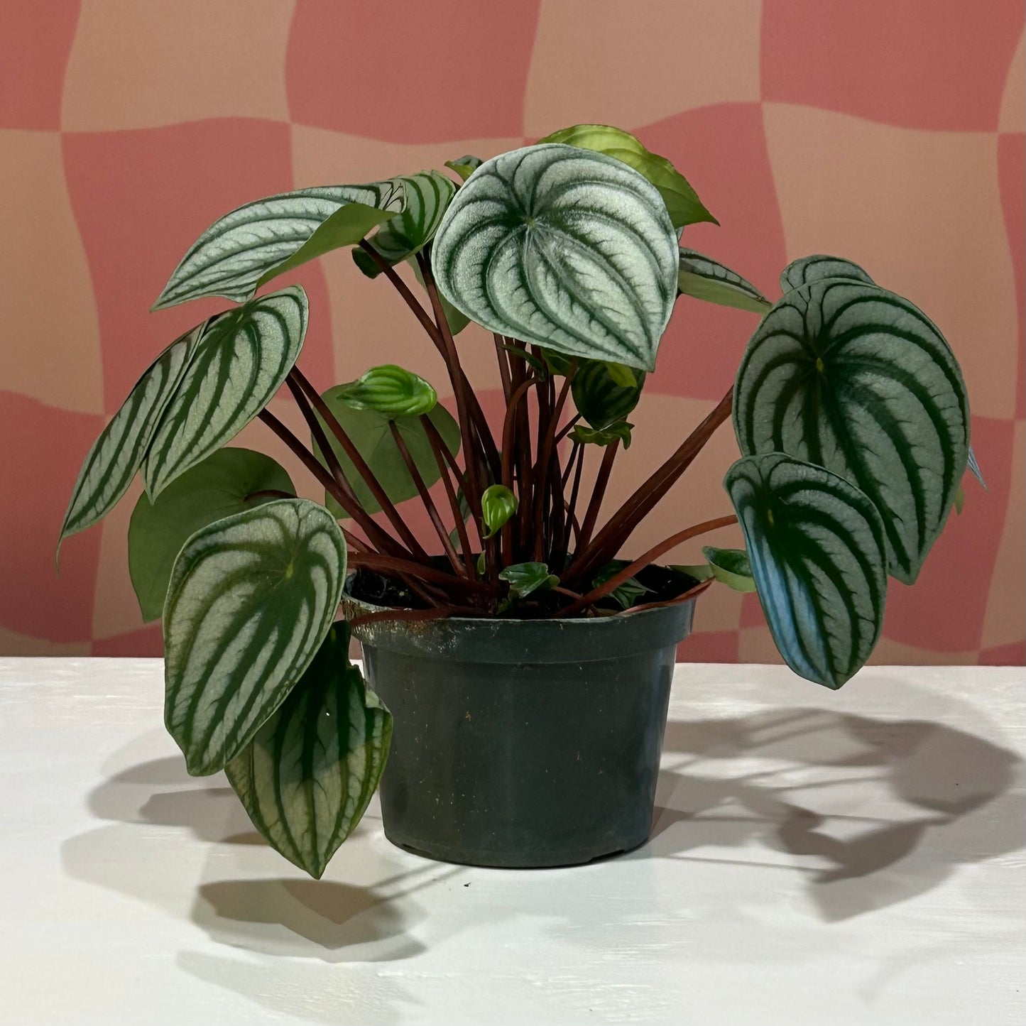 6” Peperomia Watermelon