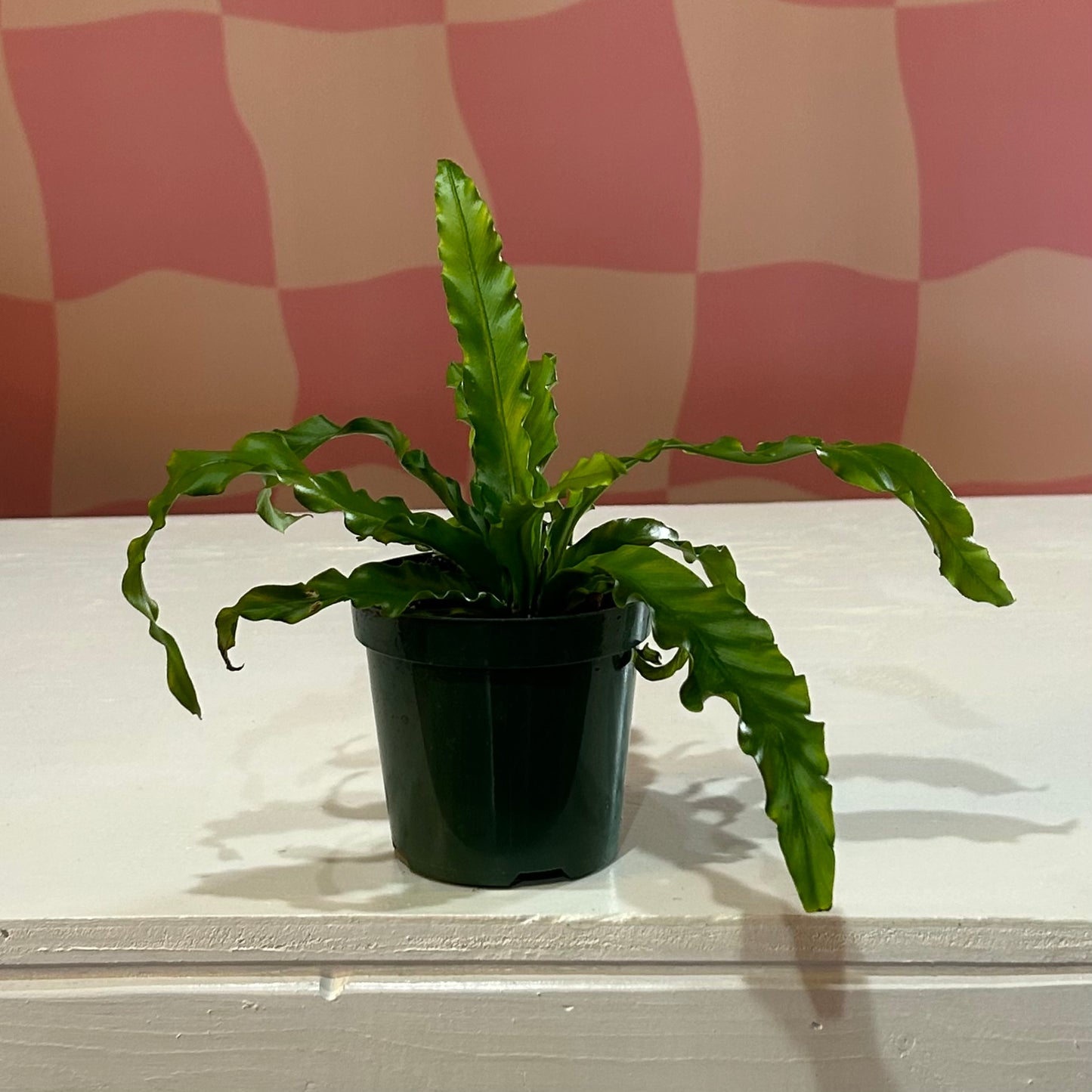 4” Bird’s Nest Fern Victoria
