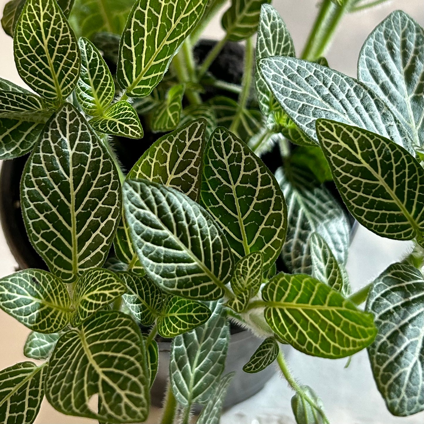 4” Fittonia White (Nerve Plant)