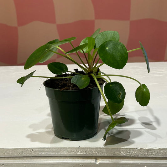 4” Chinese Money Plant (Peperomia)