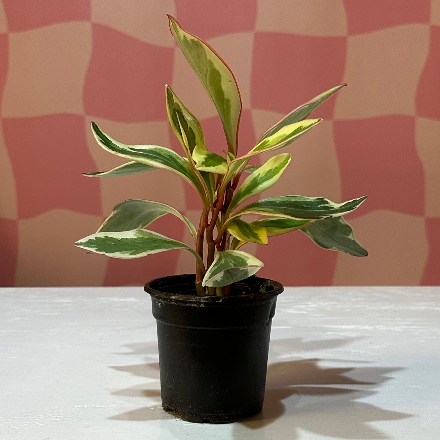 4” Peperomia Ginny