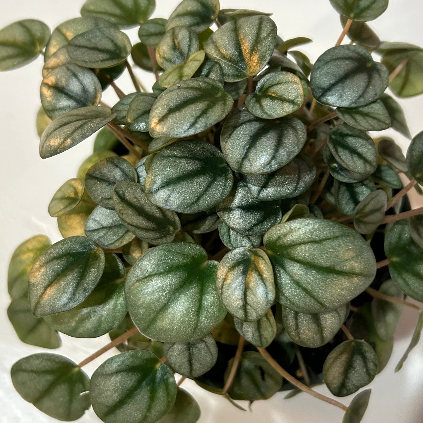 4” Peperomia Little Toscani