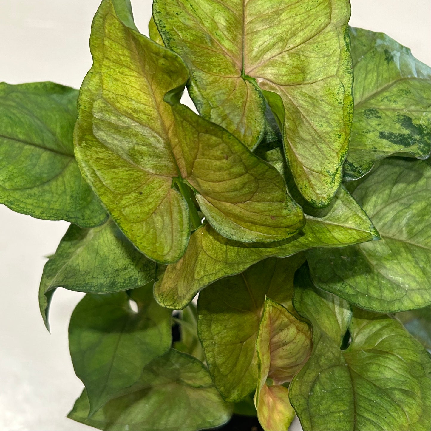 4" Syngonium Cream Allusion