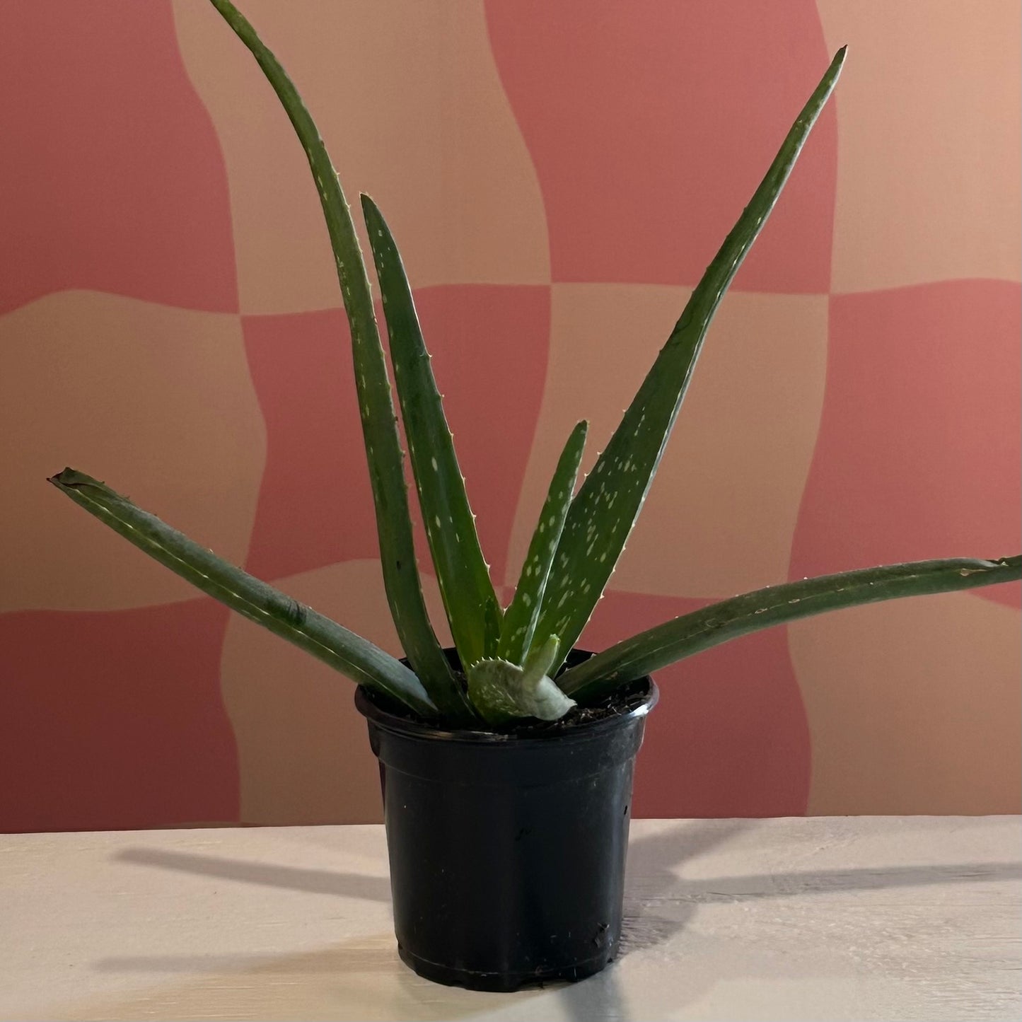 4” Aloe Vera