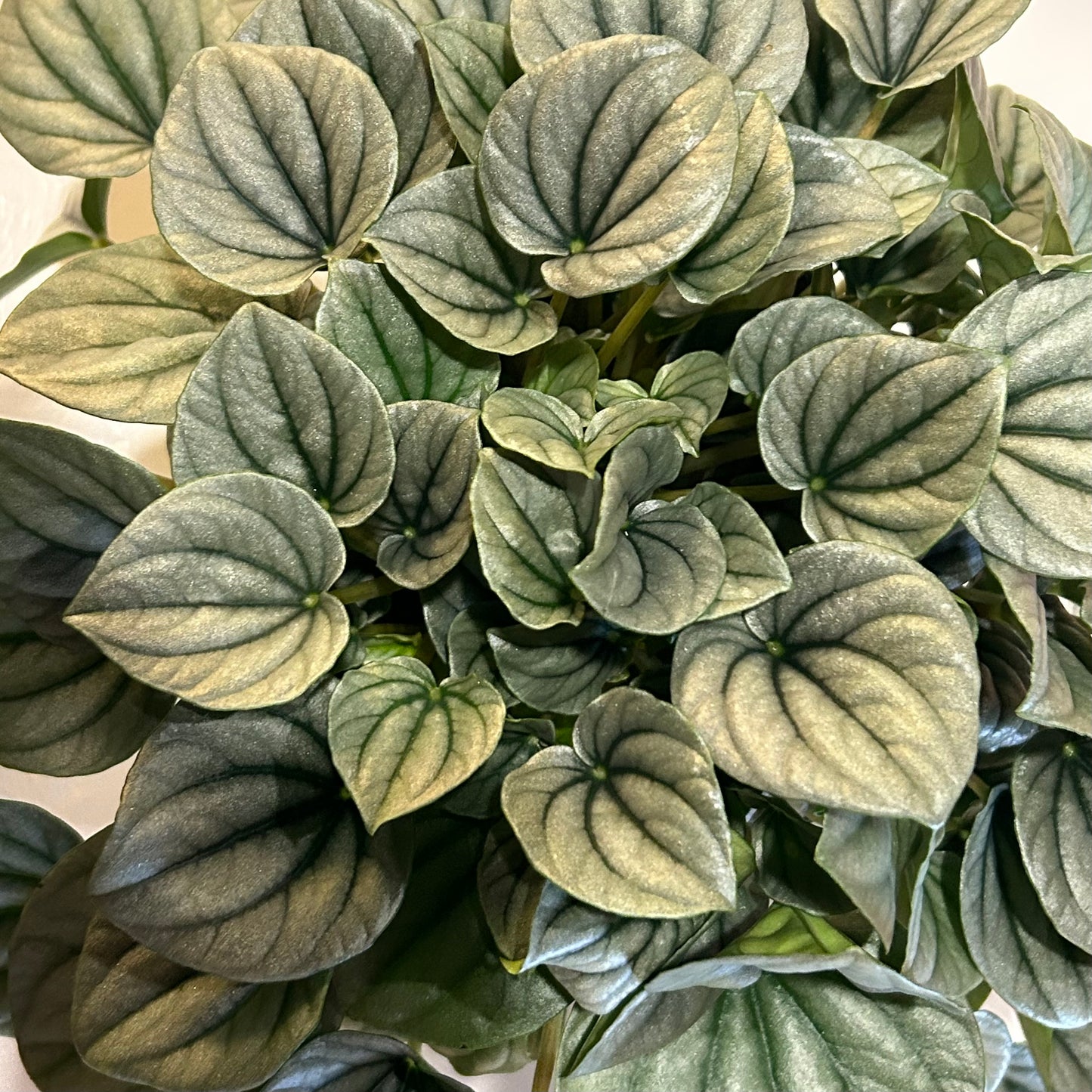 6” Peperomia Frost