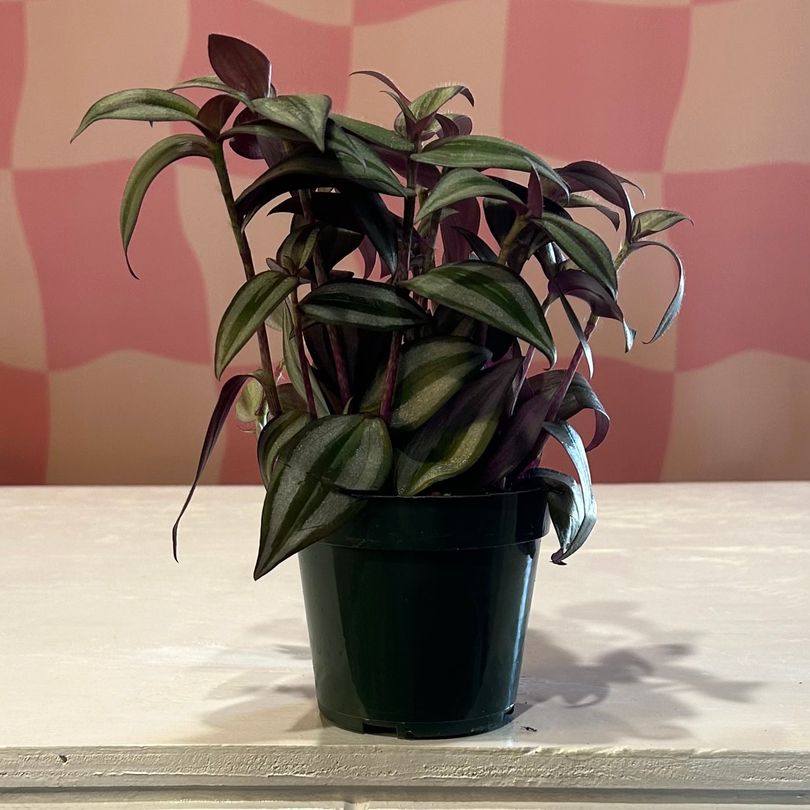 fuzzy indoor plant 4” Tradescantia Fuzzy Wandering Dude – Read & Rooted
