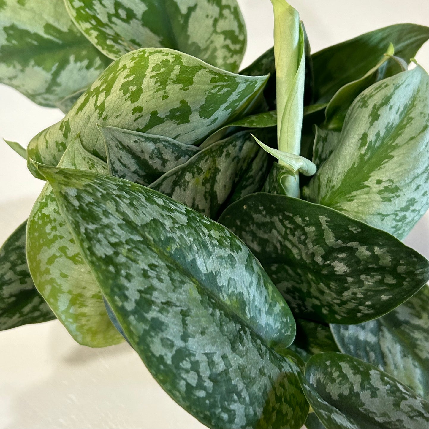 6" Silver Satin Pothos (Scindapsus Pictus)