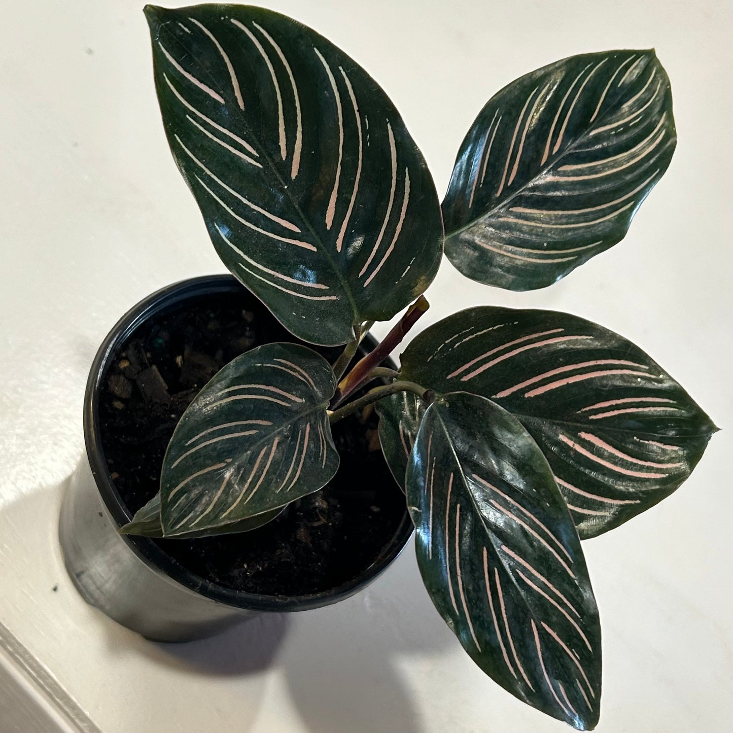 4" Calathea Ornata