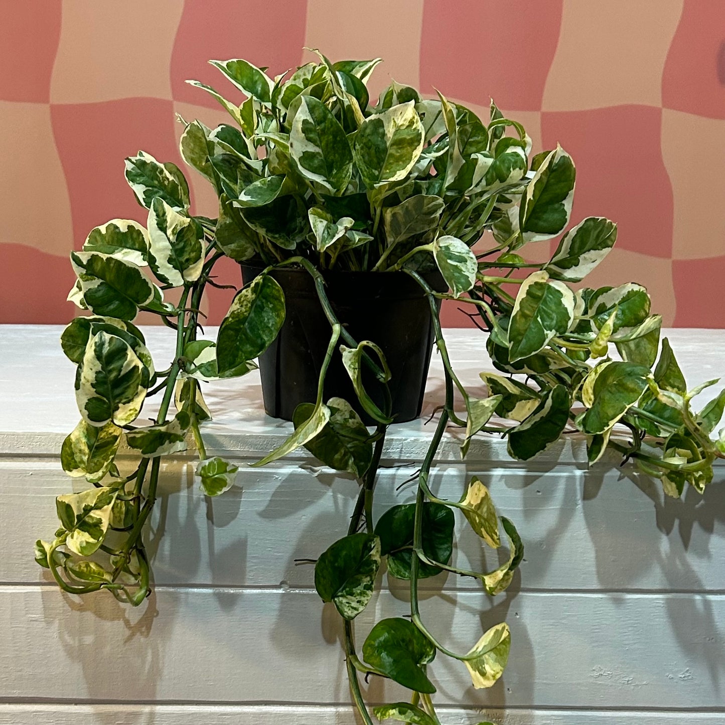 6” Pearls N Jade Pothos