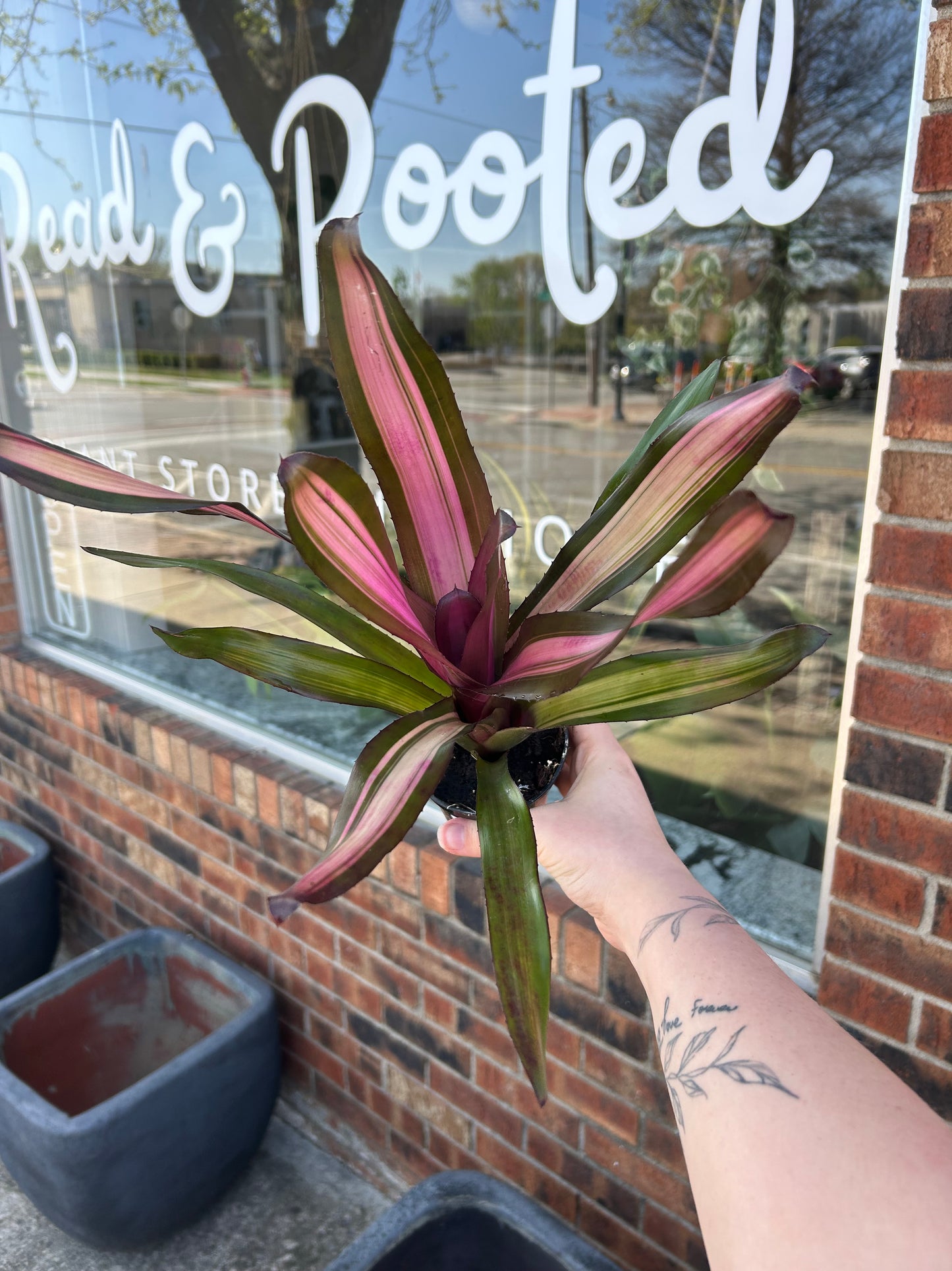 4" Bromeliad Neoregelia