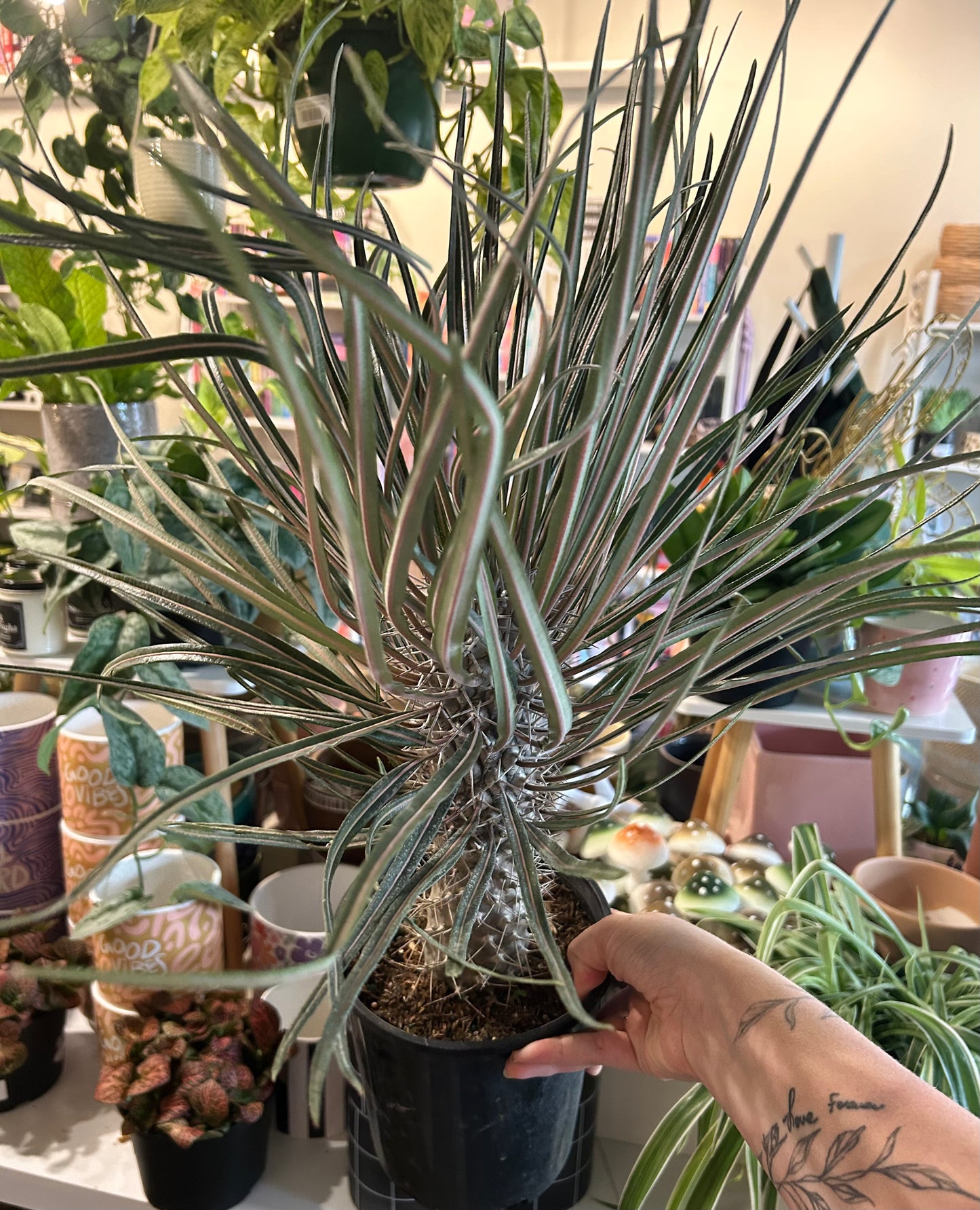 6" Palm Madagascar