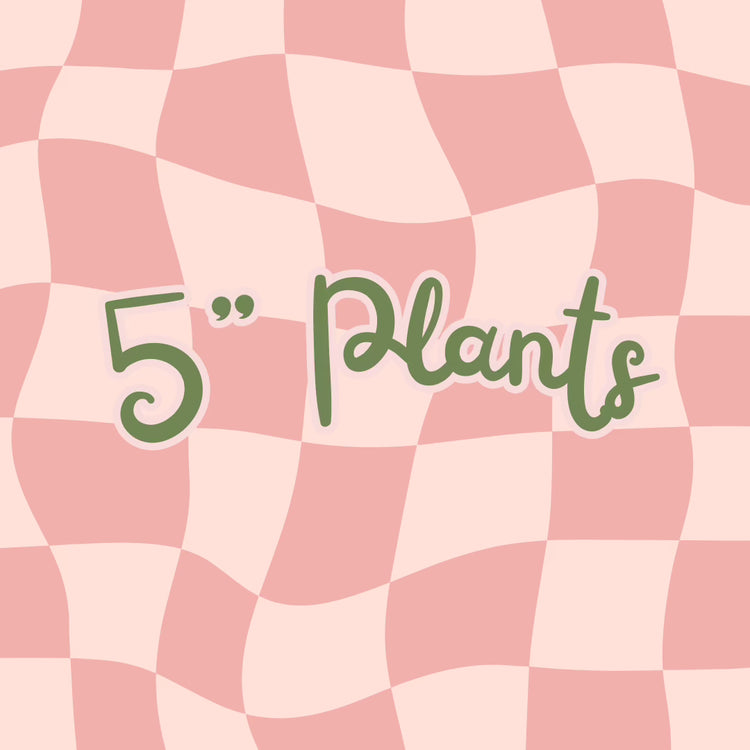 5" Plants