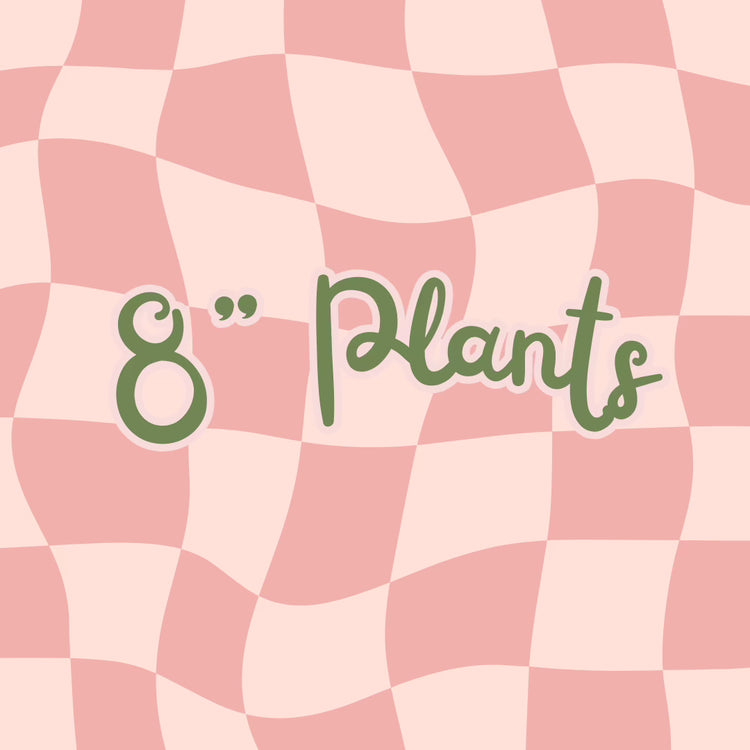 8" Plants