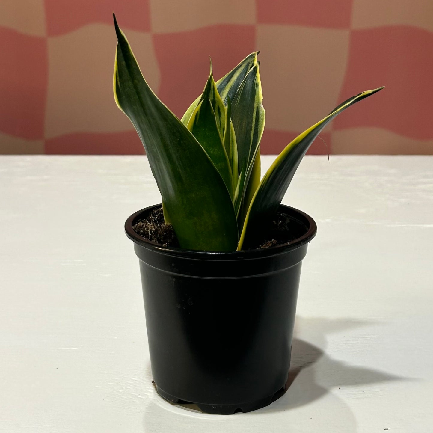 4” Snake Plant Golden Flame