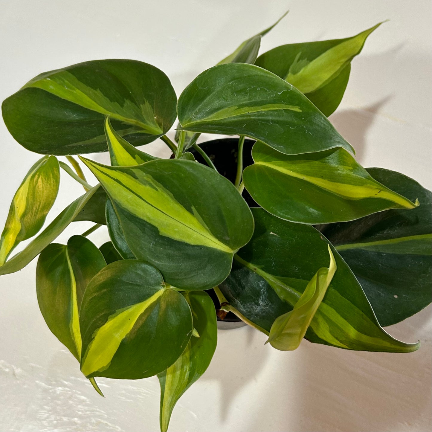 4” Philodendron Brasil