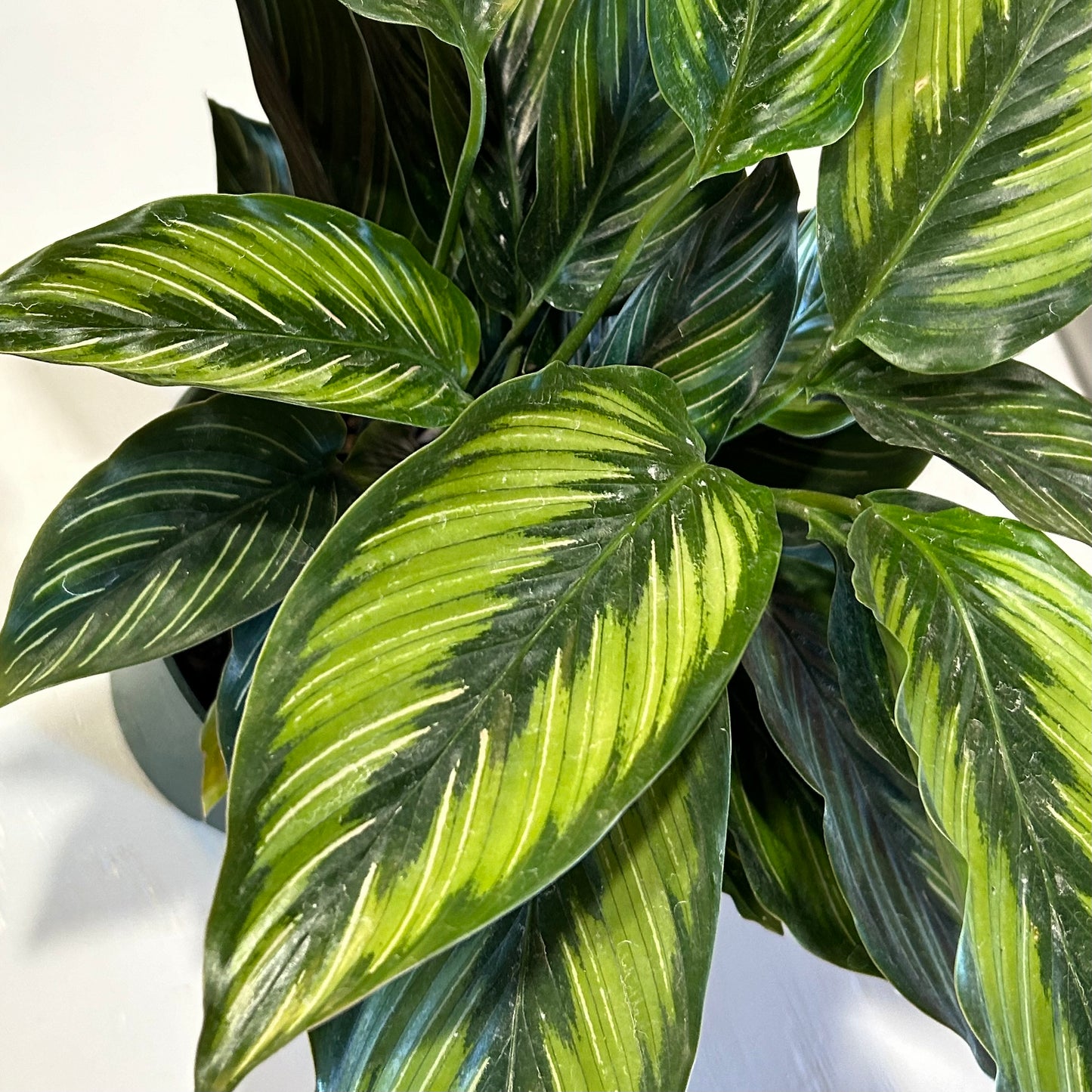 4" Calathea Beauty Star