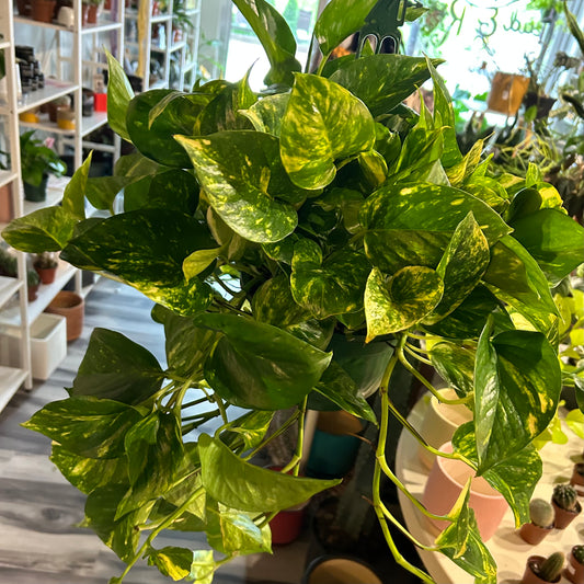 8" Golden Pothos HB