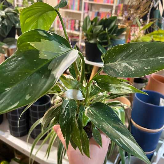 4” Philodendron White Princess