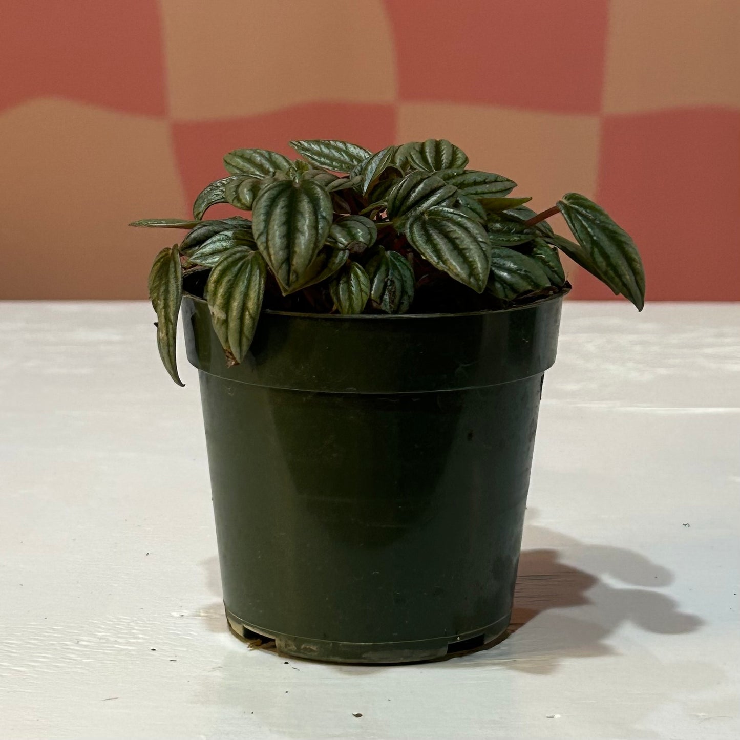 4” Peperomia San Marino