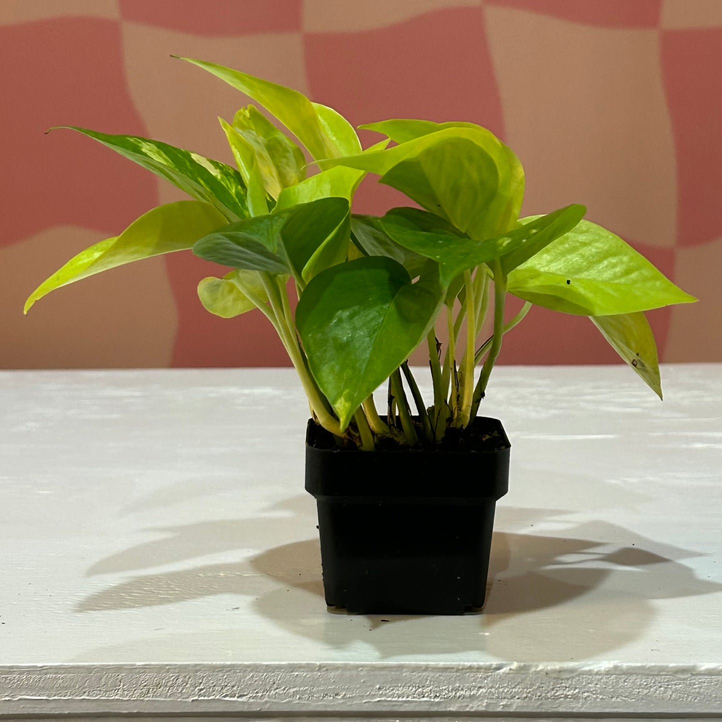 3” Neon Pothos